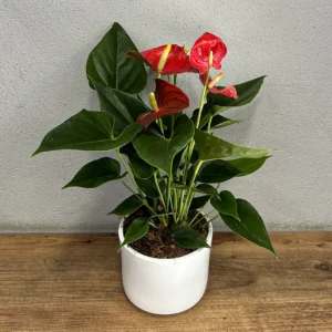 Saksı Antoryum - Ay Flowers