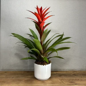 Saksı Guzmania - Ay Flowers