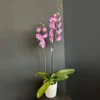 Pembe Benekli Orkide - Ay Flowers