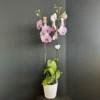 Pembe Çizgili Orkide - Ay Flowers