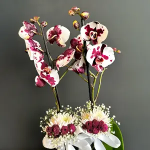 Beyaz Mor Orkide - Ay Flowers