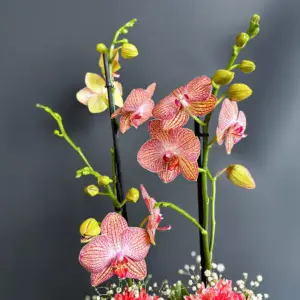 Kırçıllı Orkide - Ay Flowers