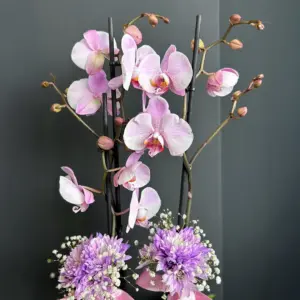 Lila Orkide - Ay Flowers