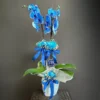 Mavi Orkide - Ay Flowers