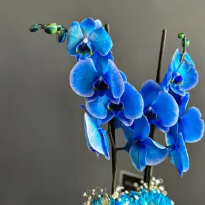 Mavi Orkide - Ay Flowers