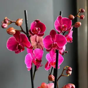 Pembe Orkide - Ay Flowers