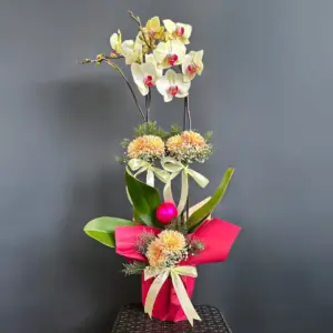 Renkli Orkide - Ay Flowers