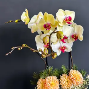 Renkli Orkide - Ay Flowers