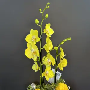 Sarı Orkide - Ay Flowers