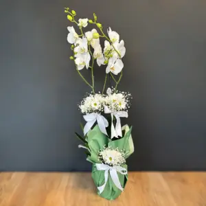 Beyaz Orkide Çiçeği Papatya Süslemeli - Ay Flowers