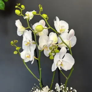 Beyaz Orkide Çiçeği Papatya Süslemeli - Ay Flowers