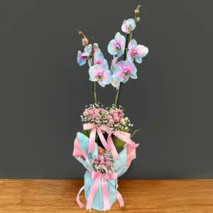Pembe ve Mavi Süslemeli Orkide - Ay Flowers