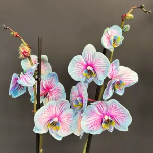Pembe ve Mavi Süslemeli Orkide - Ay Flowers