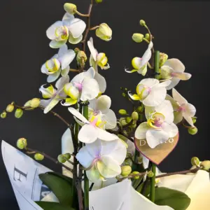 4 Dal Beyaz Orkide Aranjmanı - Ay Flowers