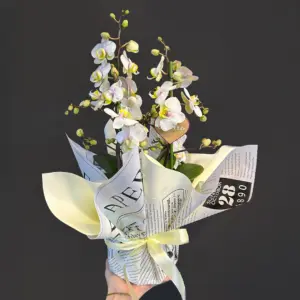 4 Dal Beyaz Orkide Aranjmanı - Ay Flowers