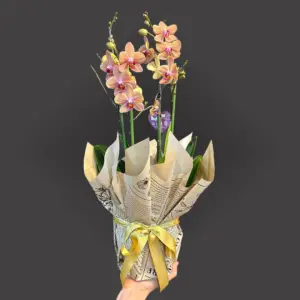 4 Dal Coral Orkide Aranjmanı - Ay Flowers