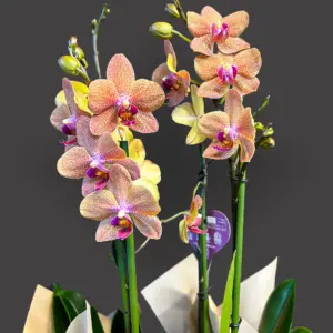 4 Dal Coral Orkide Aranjmanı - Ay Flowers