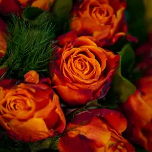 9'lu Turuncu Gül Buketi - Ay Flowers