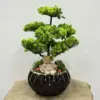 Yapay Bonzai Aranjman Ayıcıklı Saksı - Ay Flowers