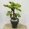 Yapay Bonzai Aranjman Çitli Saksı - Ay Flowers
