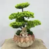 Yapay Bonzai Aranjman Krem Saksı - Ay Flowers