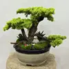 Yapay Bonzai Aranjman Yeşil - Ay Flowers