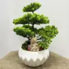 Yapay Bonzai Teraryum - Ay Flowers