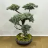 Yapay Büyük Bonzai Yassı Saksı - Ay Flowers