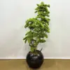 Yapay Büyük Bonzai Yeşil - Ay Flowers