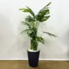 Yapay Deve Tabanı - Ay Flowers